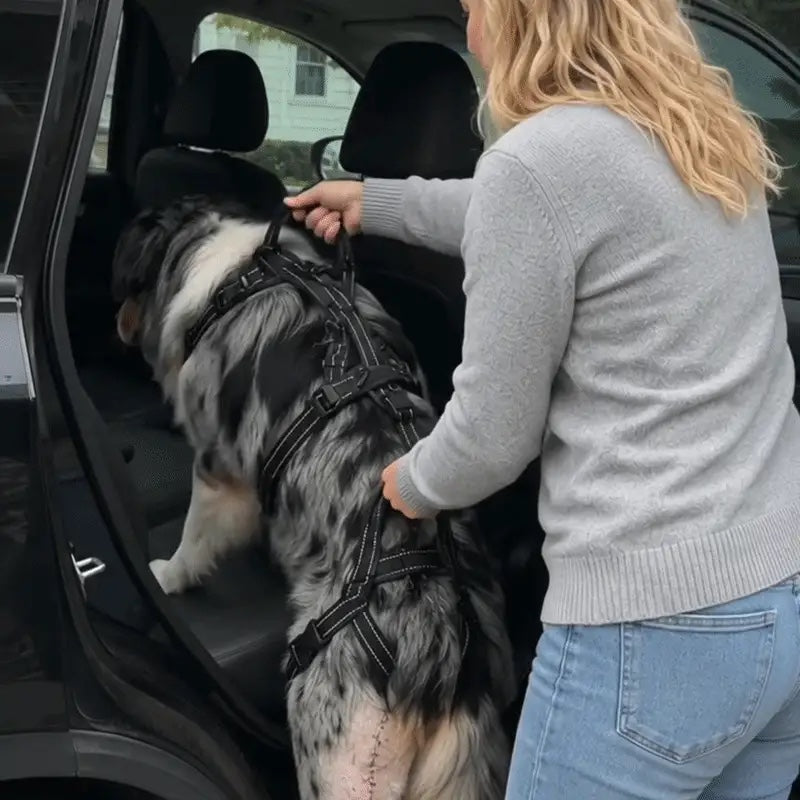 Lift & Go™ - Senior Dog Mobility Support System