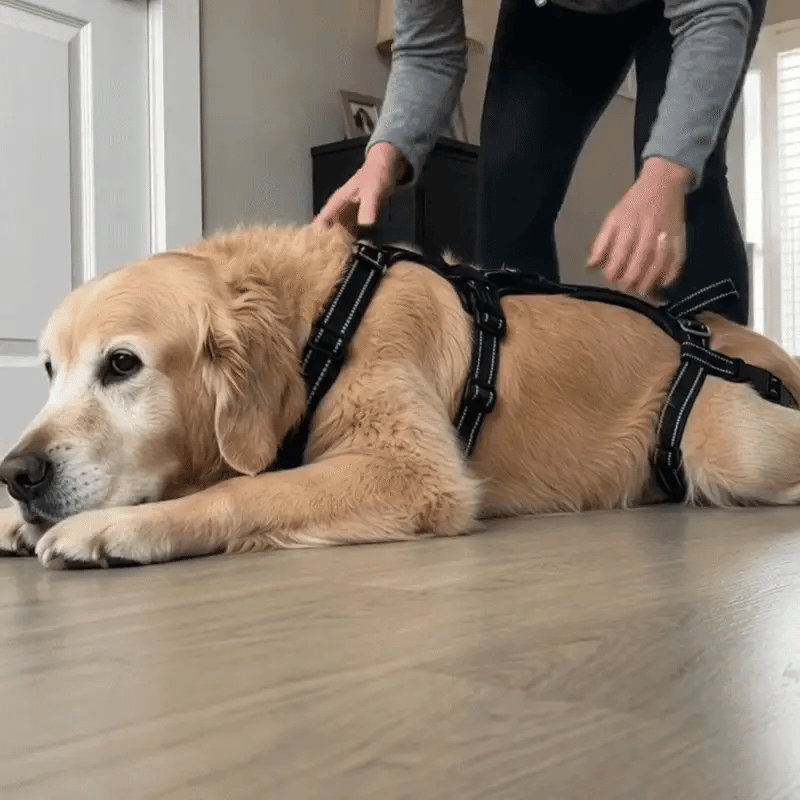 Lift & Go™ - Senior Dog Mobility Support System